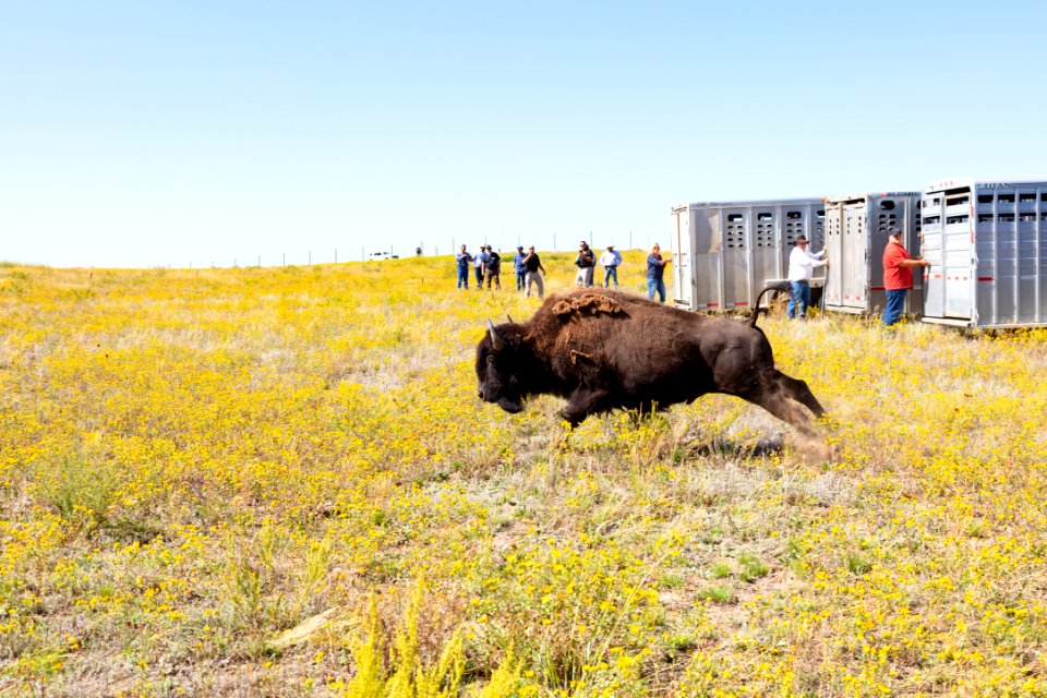 First Yellowstone bison out of the trailer at Ft. Peck Indian Reservation (4)