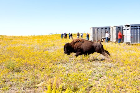 First Yellowstone bison out of the trailer at Ft. Peck Indian Reservation (4) photo