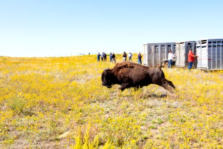 First Yellowstone bison out of the trailer at Ft. Peck Indian Reservation (4)
