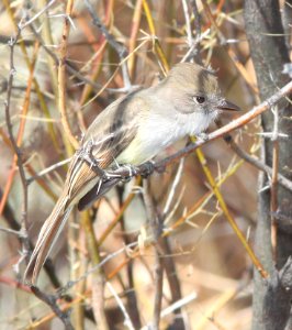 FLYCATCHER, NUTTING'S (1-1-12) bill william's nwr, parker dam area, az - 05