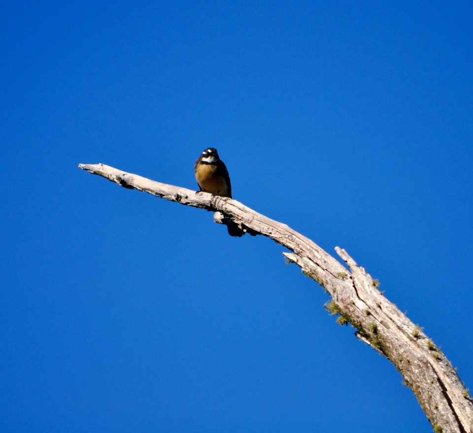 Grey fantail
