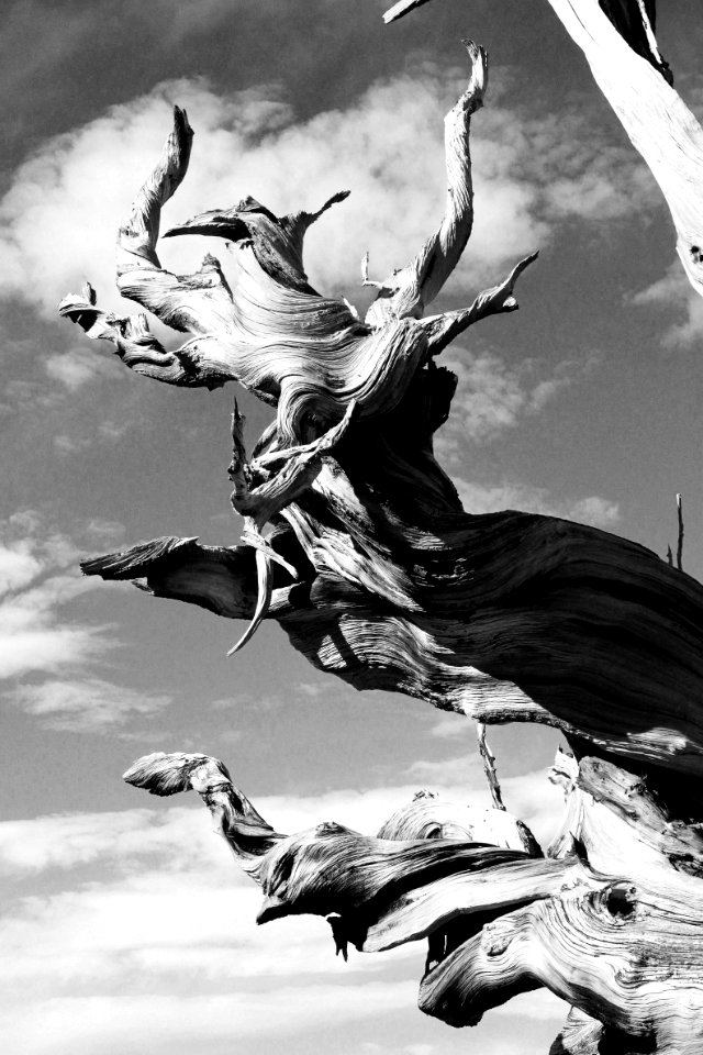 CA - INYO NAT FOREST, ANCIENT BRISTLECONE FOREST (35)