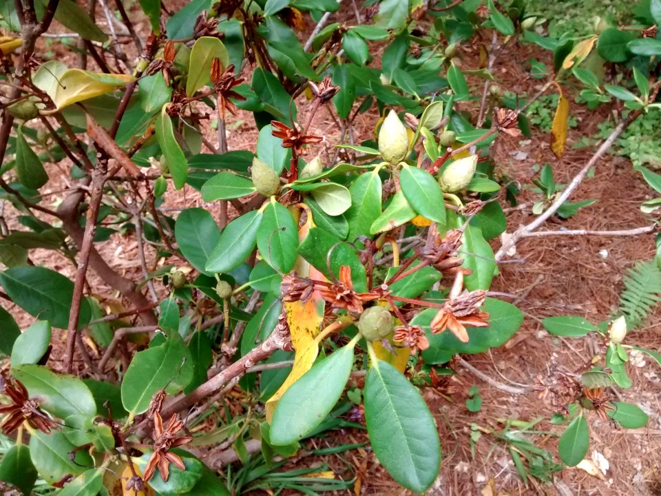 rhodo R5D buds2