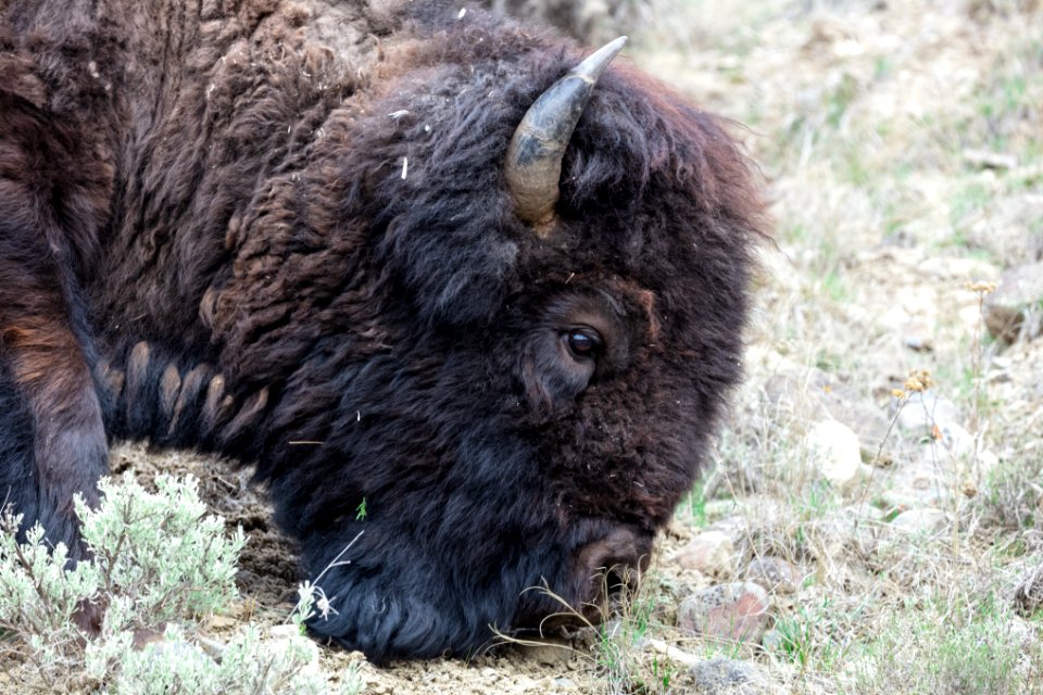 Bull bison grazing in Gardner Canyon