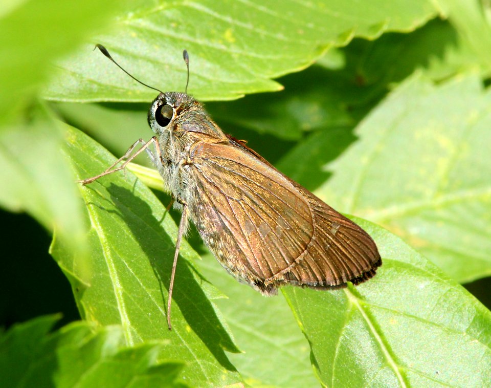 SKIPPER, BRAZILIAN (Calpodes ethlius) (11-15-13) the national butterfly center, mission, tx -01