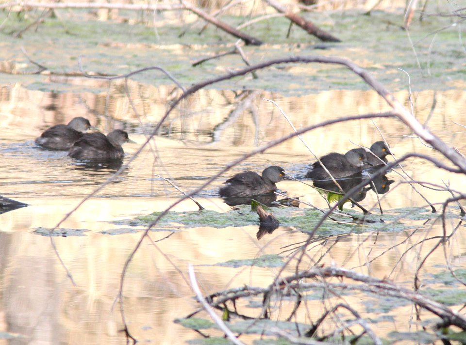 GREBE, LEAST (3-7-11) pena blanca lake, scc, az -10