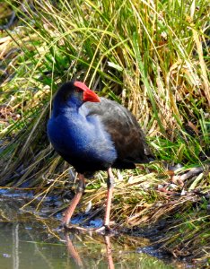 Purple Swamphen