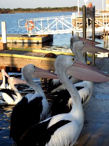 Mallacoota