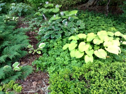Hosta Vista ACH14