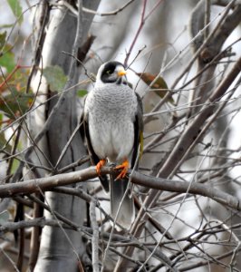 Noisy miner
