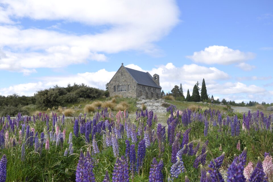 Lupins stone church flowers