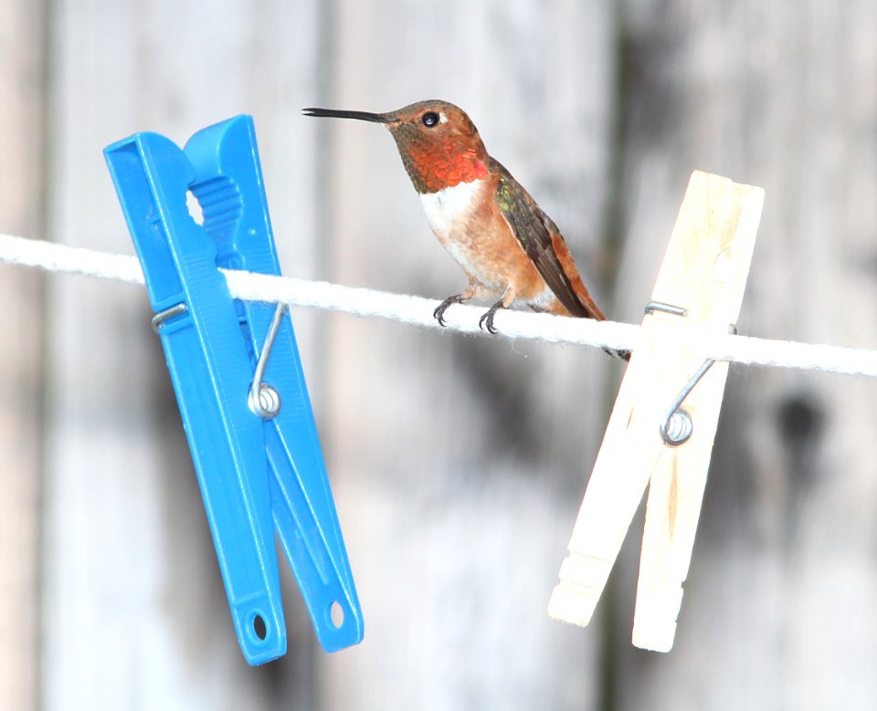HUMMINGBIRD, ALLEN'S (7-25-11) 78 circulo montana, patagonia lake ranch estates, scc, az -07