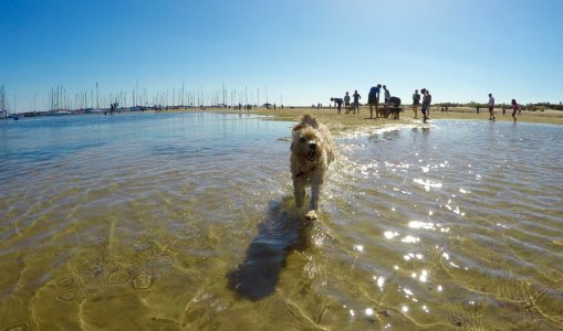 Maggie at Brighton dog beach
