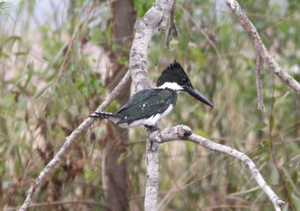 519 - AMAZON KINGFISHER (11-12-13) rte 100 east of los fresnos, cameron co, tx -05