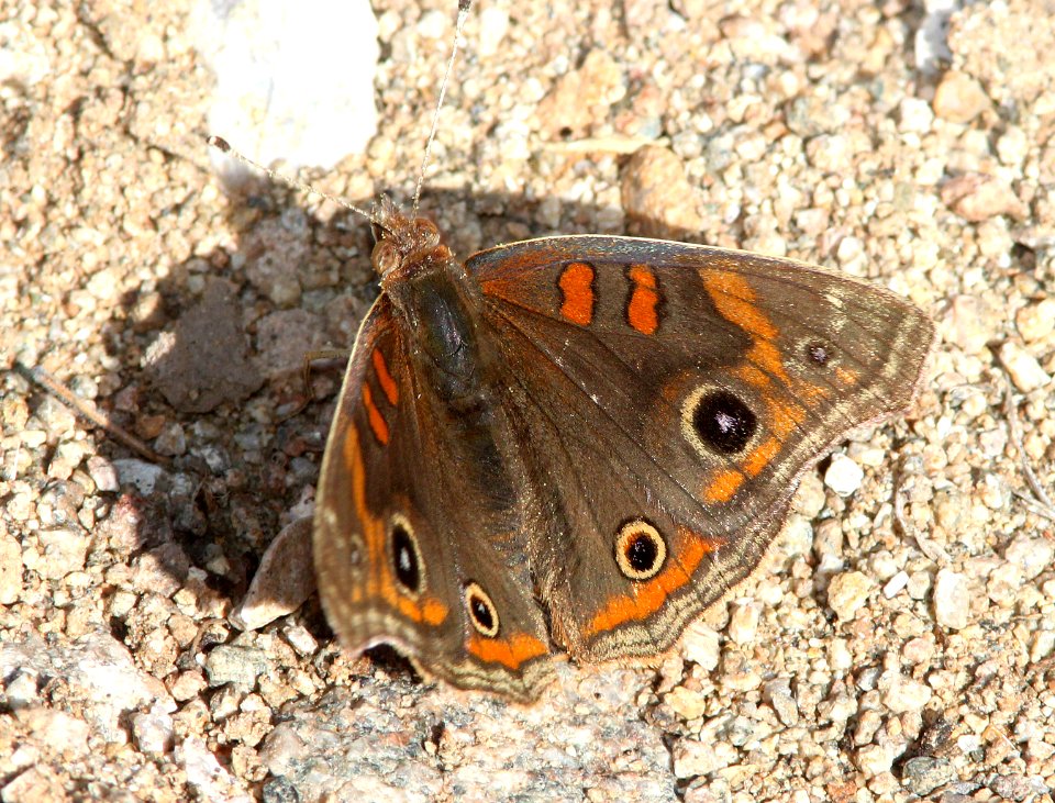 BUCKEYE, TROPICAL (Junonia evarete) (2-22-14) intermediate dark form, patagonia lake, scc, az
