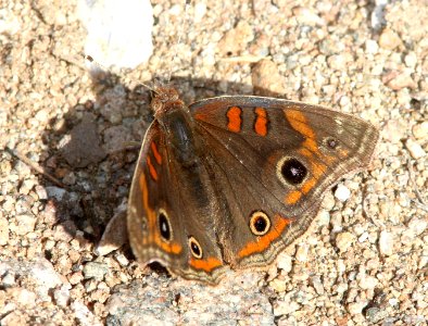 BUCKEYE, TROPICAL (Junonia evarete) (2-22-14) intermediate dark form, patagonia lake, scc, az