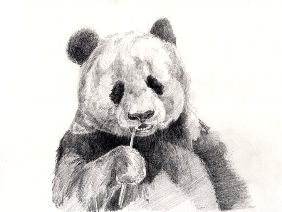 Panda drawing pencil drawing