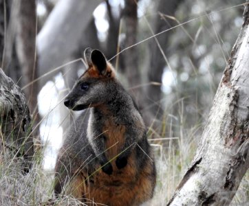 Swamp wallaby