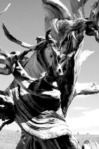 CA - INYO NAT FOREST, ANCIENT BRISTLECONE FOREST (39)
