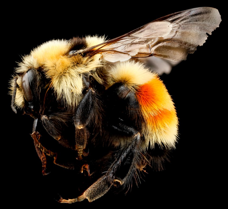 Bombus huntii, M, side, Pennington County, SD 2012-11-14-15.41.21 ZS PMax