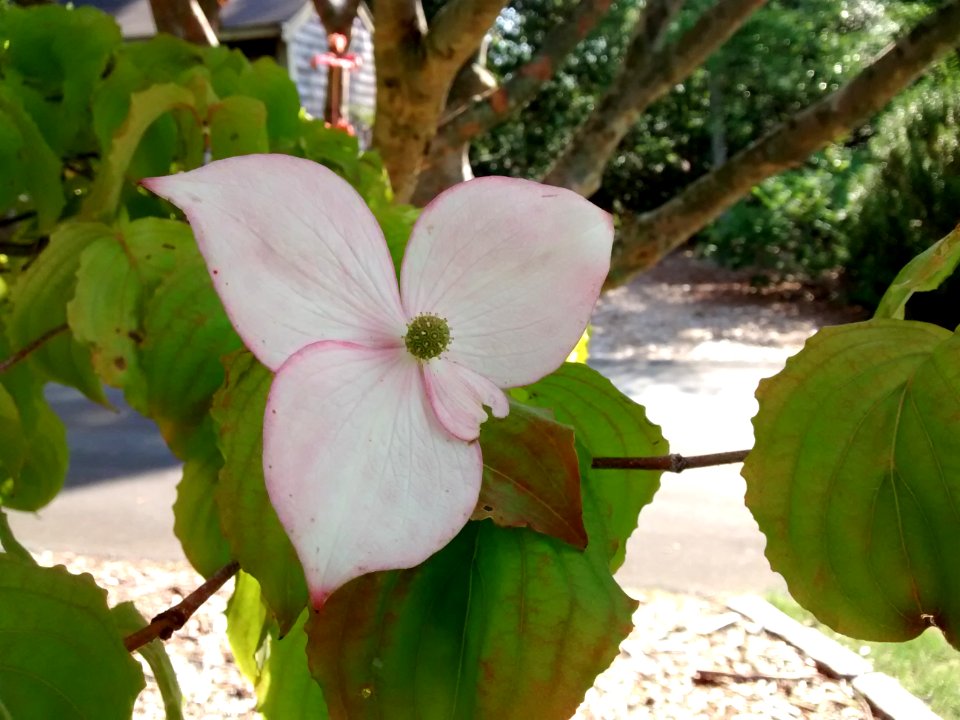 Pink-flowered Dogwood