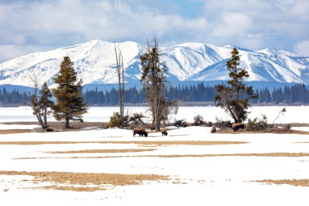 Bison grazing near Yellowstone Lake and Pelican Creek inlet