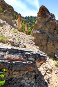 One fallen and two standing petrified trees on Specimen Ridge