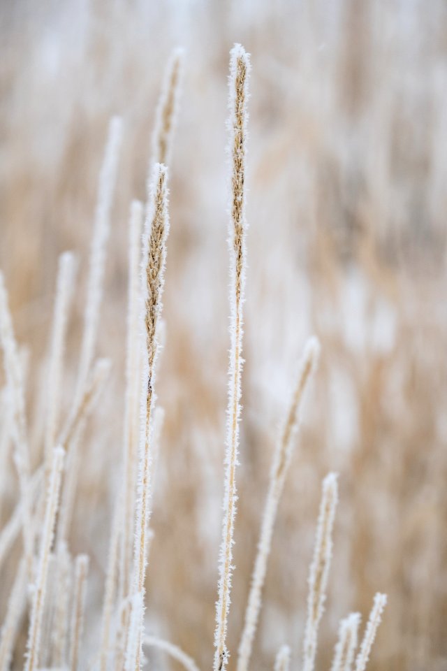 Hoar frost on grass in Lamar Valley photo