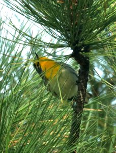 838 - GRACE'S WARBLER (9-12-2019) reef townsite c g, huachuca mts, cochise co, az -01