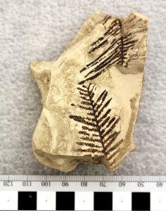 YELL 11626 Fossil fern leaf