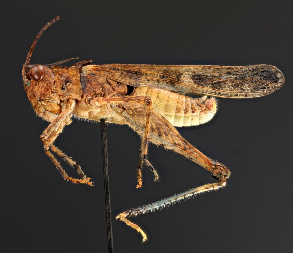 Trachyrhachys kiowa side