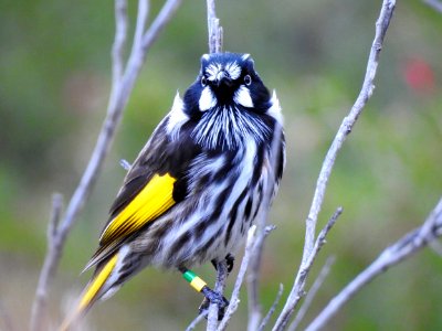 New holland honeyeater photo