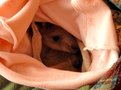 Joey kangaroo photo
