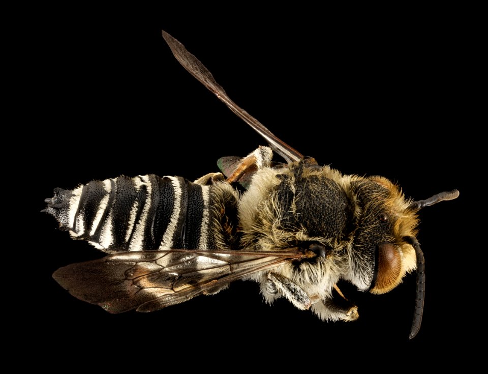 Coelioxys rufitarsis, M, Back, NY, Franklin County 2014-09-11-14.38.28 ZS PMax