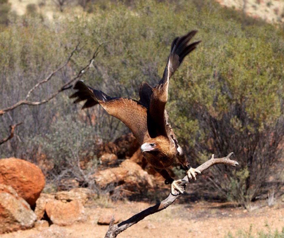 Wedge tailed eagle