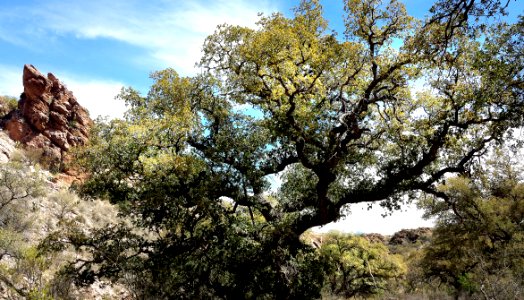 ROCK CORRAL CANYON - Atascosa Mts (3-22-14) -09 photo