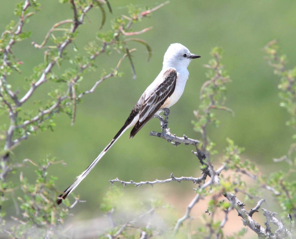 FLYCATCHER, SCISSOR-TAILED (4-17-12) near laredo, tx  (6)