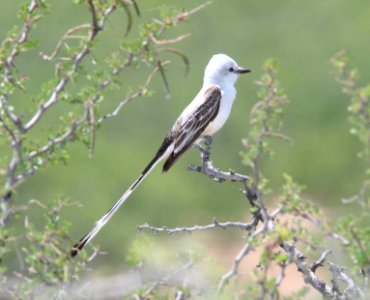 FLYCATCHER, SCISSOR-TAILED (4-17-12) near laredo, tx  (6)