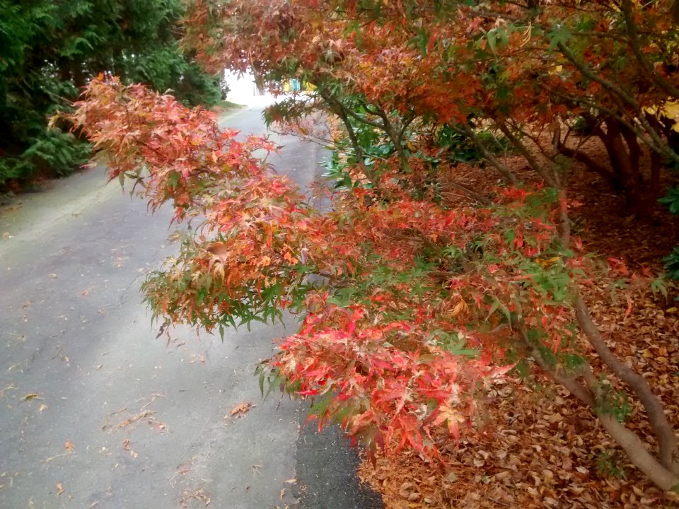 IMG 20151102 080514253