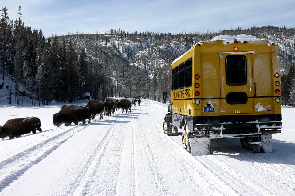 Snowcoach and bison