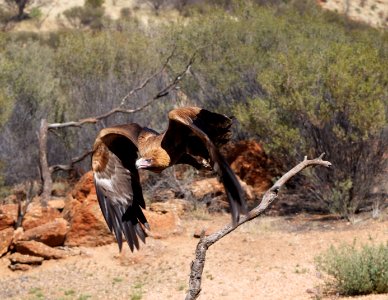Wedge tailed eagle II
