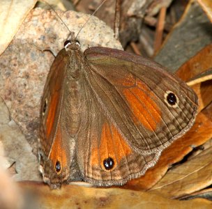 SATYR, RED (Megisto rubricata) (7-8-12) lower humboldt canyon, patagonia mts, scc, az -02