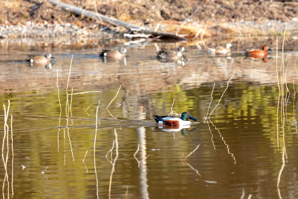 Northern shoveler with cinnamon and blue-winged teals