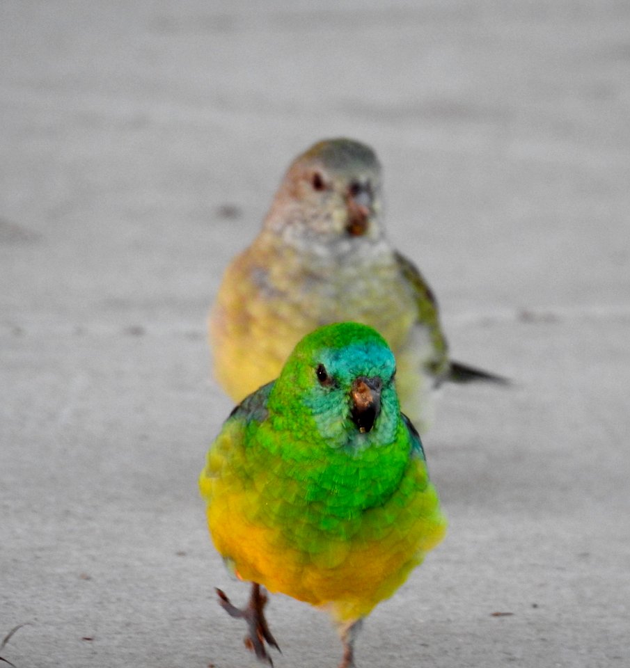 Male and female red-rumped parrots