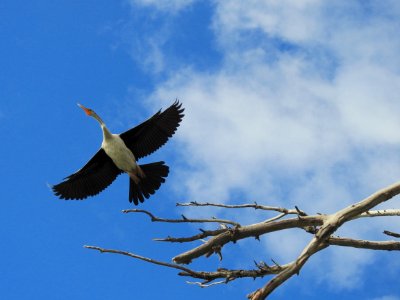 Darter (female) photo