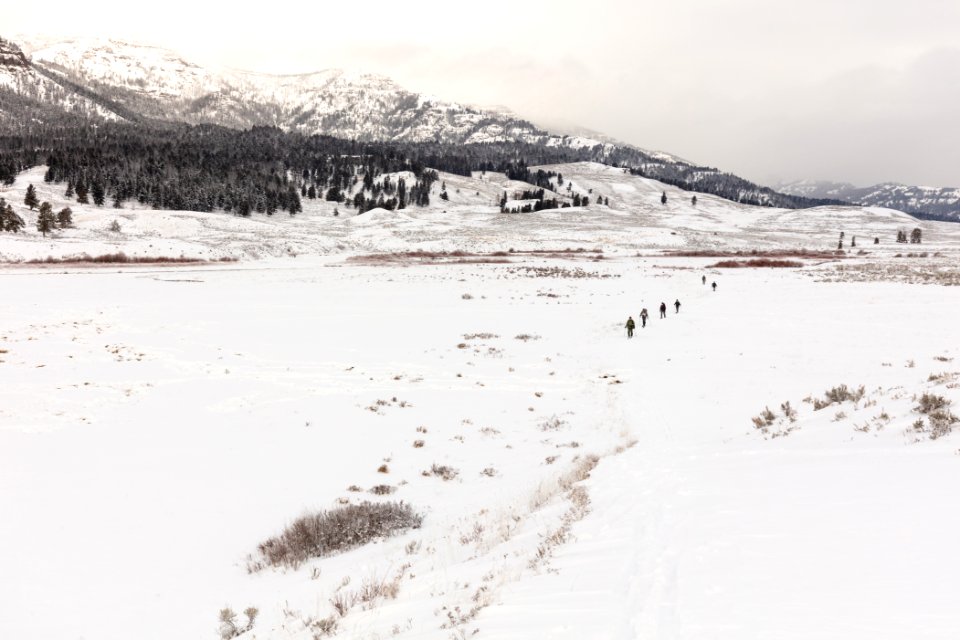 Wolf study crew skis out to a GPS cluster site
