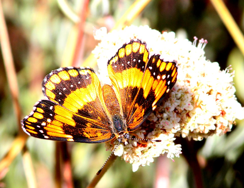 PATCH, CALIFORNIA (Chlosyne californica) (10-1-13) 5500 ft, rte s 1, sunrise scenic highway, 10 miles s of julian, san diego co, ca -01