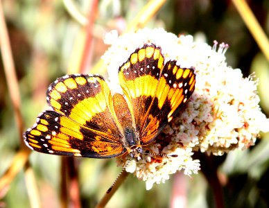 PATCH, CALIFORNIA (Chlosyne californica) (10-1-13) 5500 ft, rte s 1, sunrise scenic highway, 10 miles s of julian, san diego co, ca -01