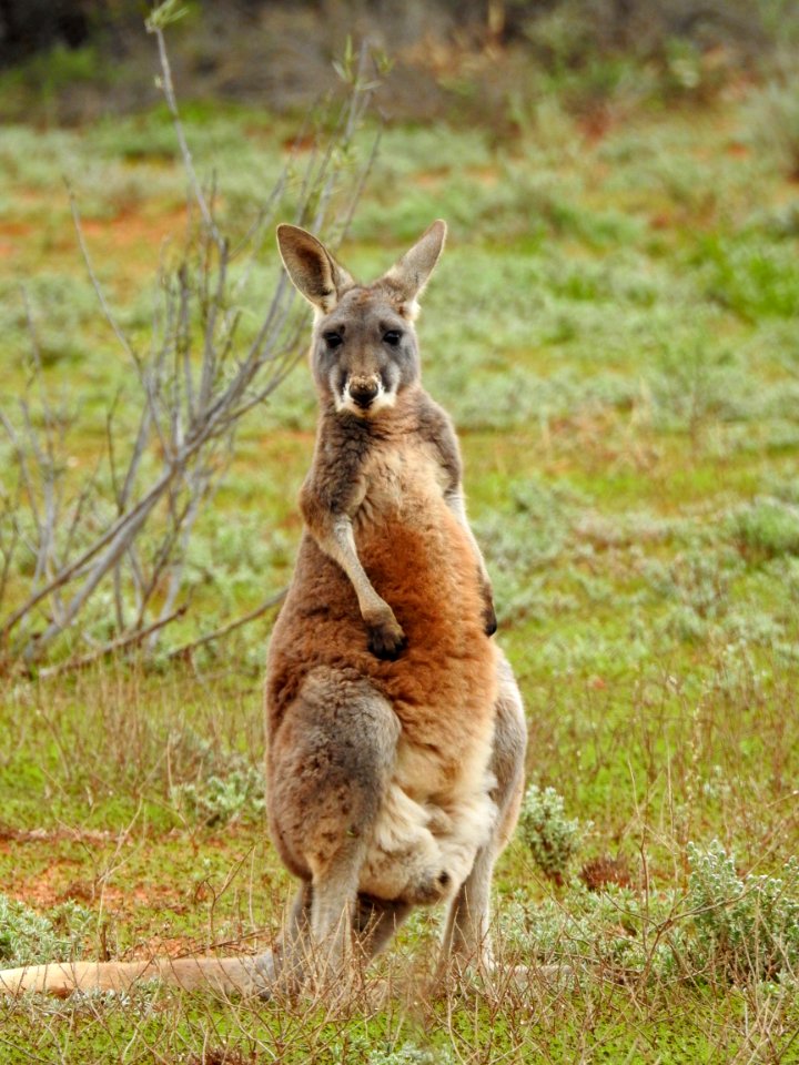 Red kangaroo (adolescent)