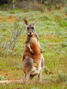 Red kangaroo (adolescent)